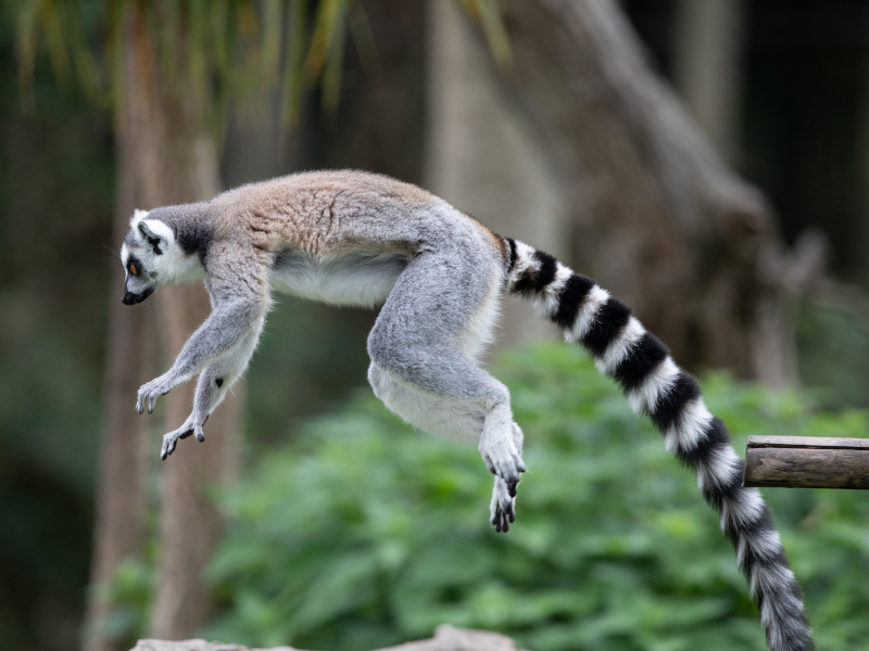 A ring-tailed lemur jumping off log in Emerald park