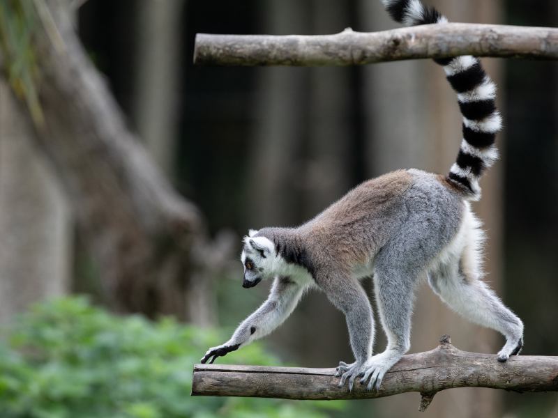 Ring-tailed lemur walking across log at Emerald park