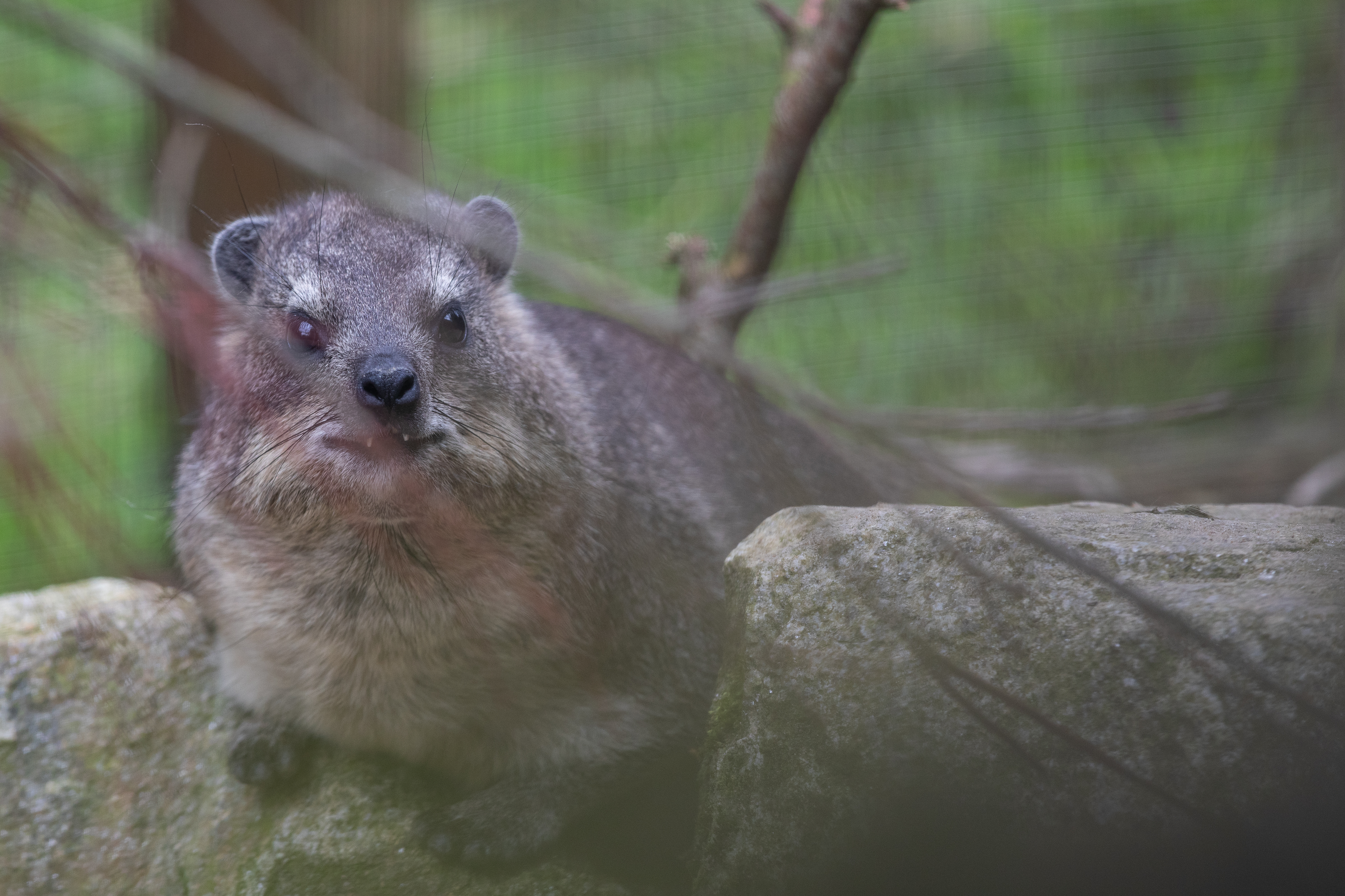 an image of a rock hyrax on a boulder