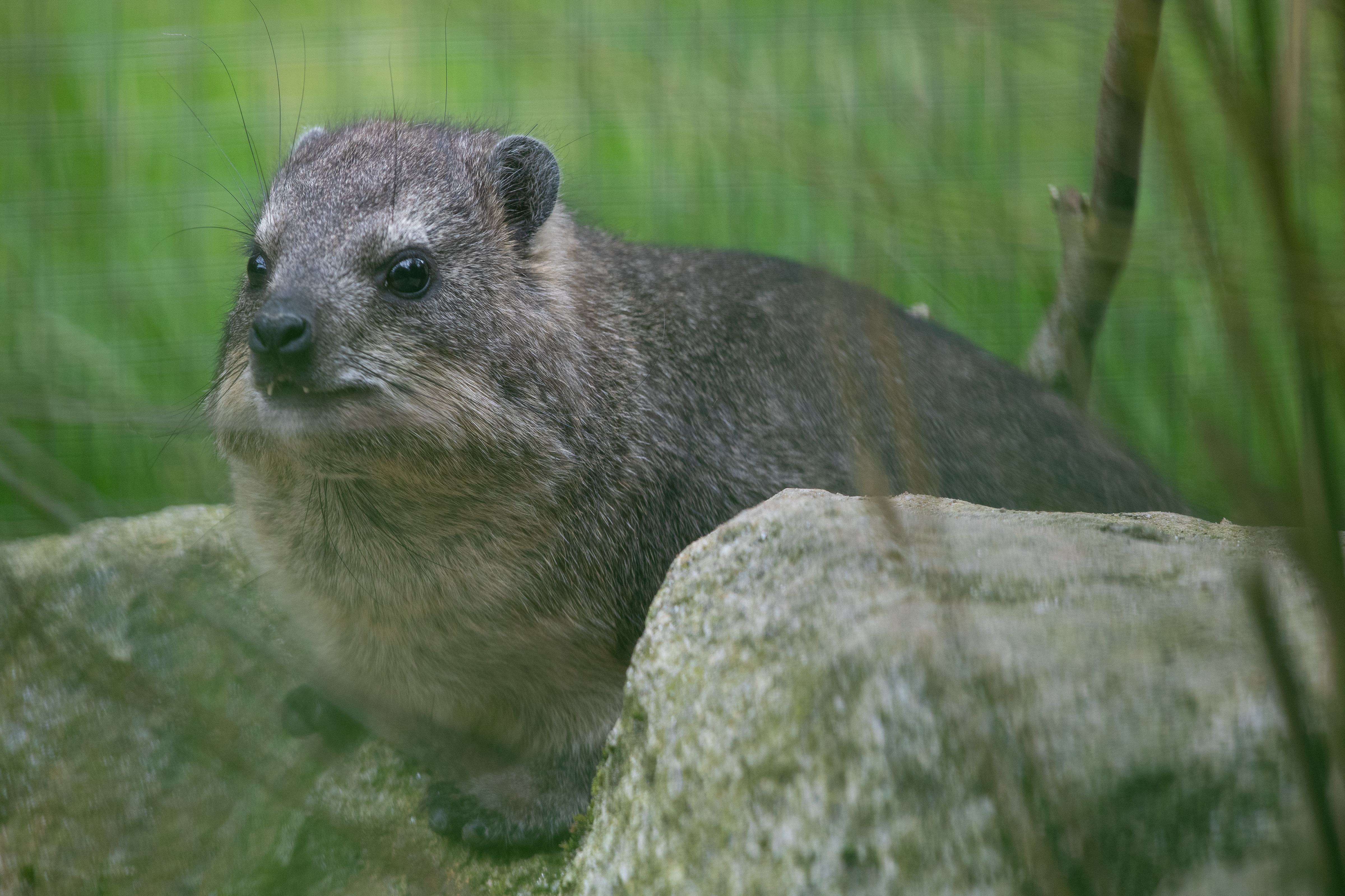 an image of a rock hyrax on a boulder