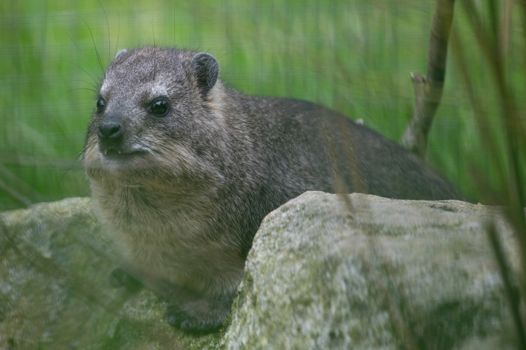 Rock hyrax