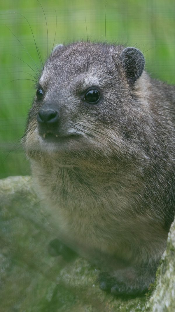 Rock-Hyrax lounging in the grass on a rock