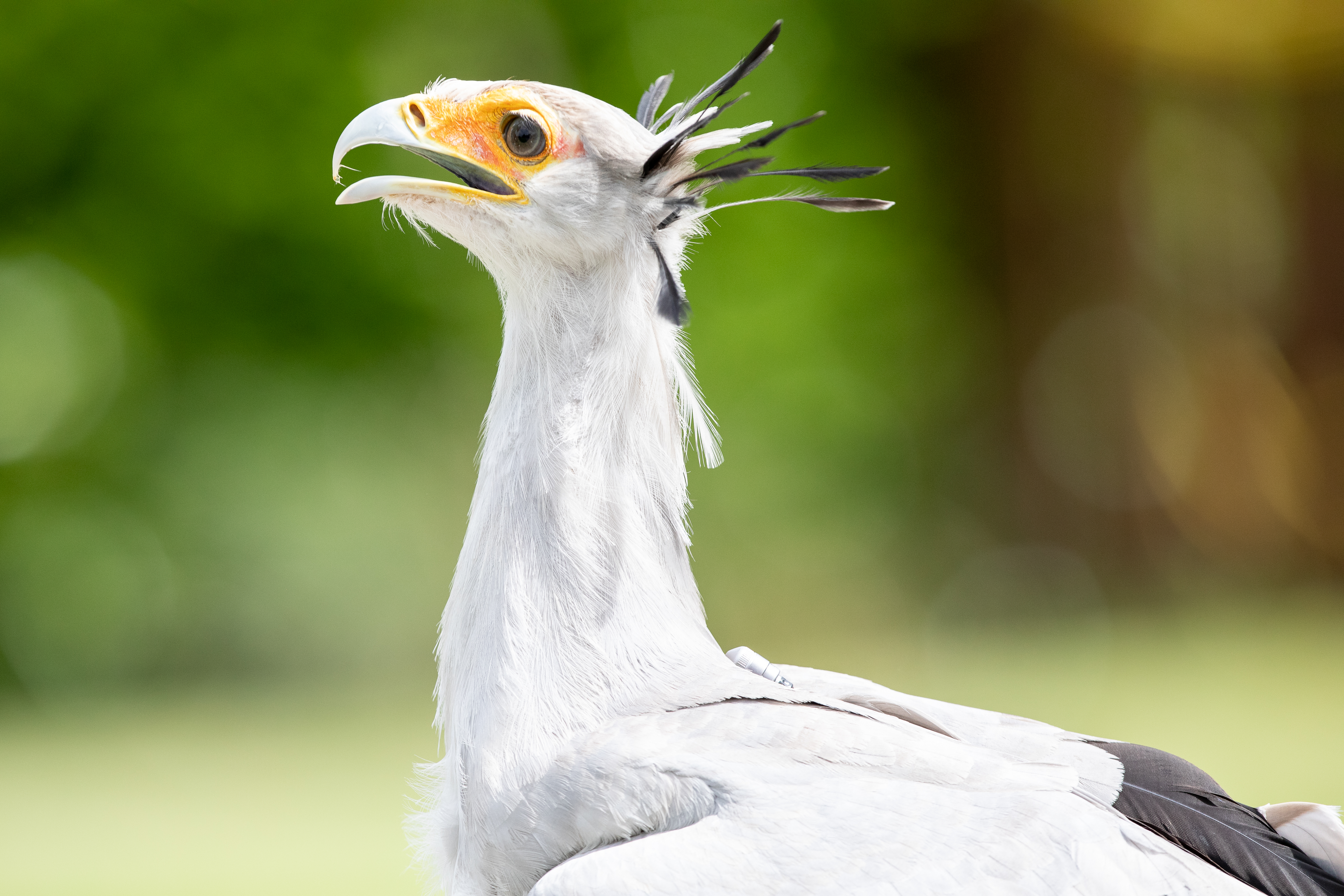 secretary bird at emerald park