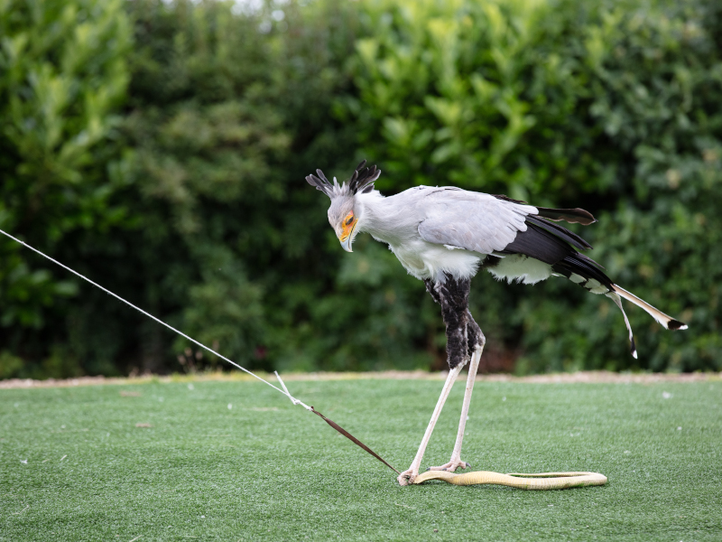 A secretary bird on grass at emerald park