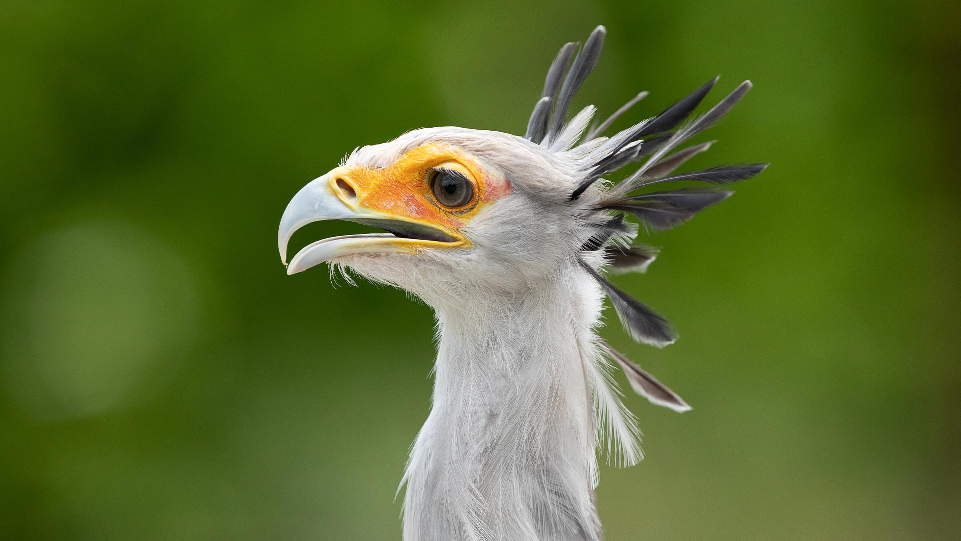 A close up of Secretary bird