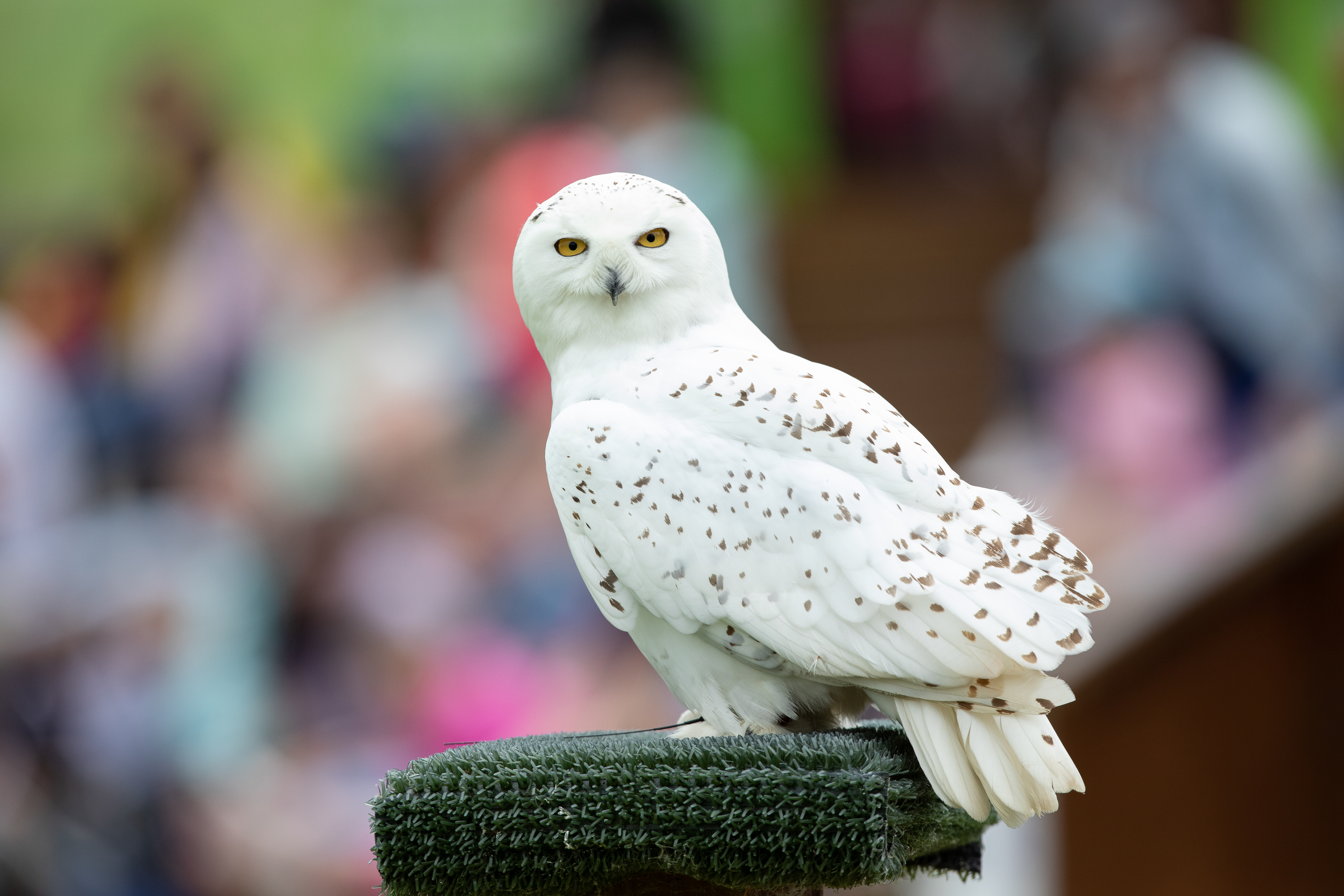 snowy owl at emerald park