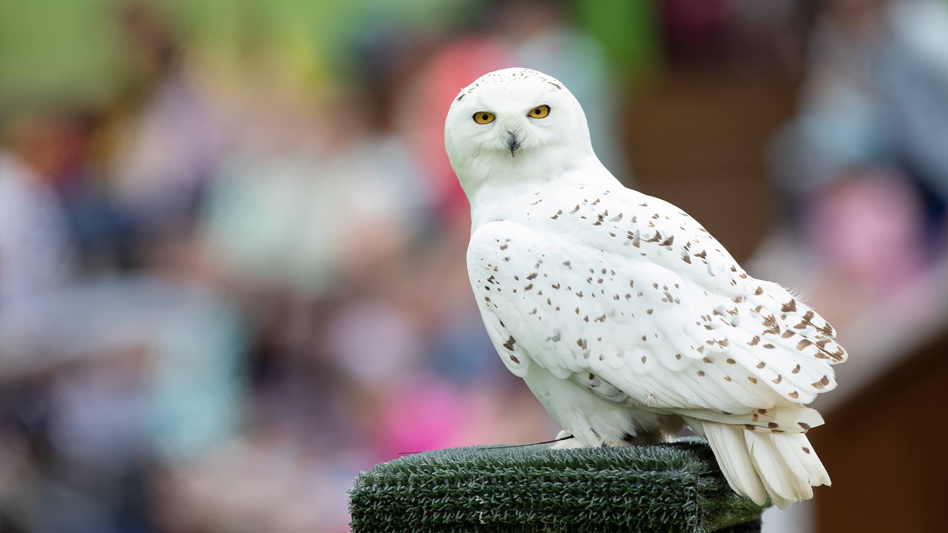 A snowy owl sits on a platform at World of raptor show