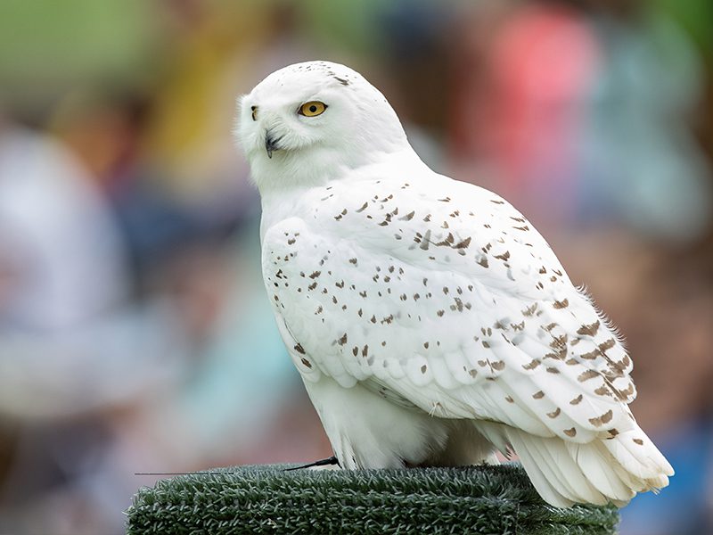 A close-up of a snowy owl