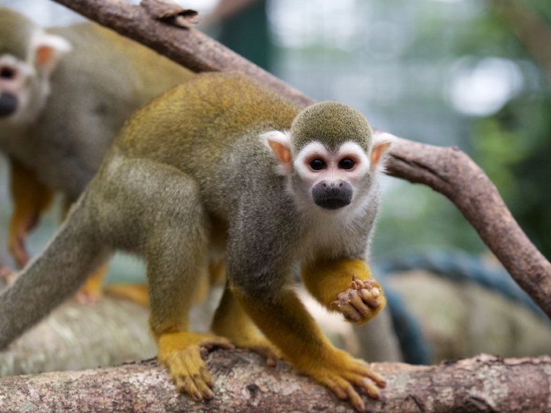 A squirrel monkey on tree at emerald park zoo