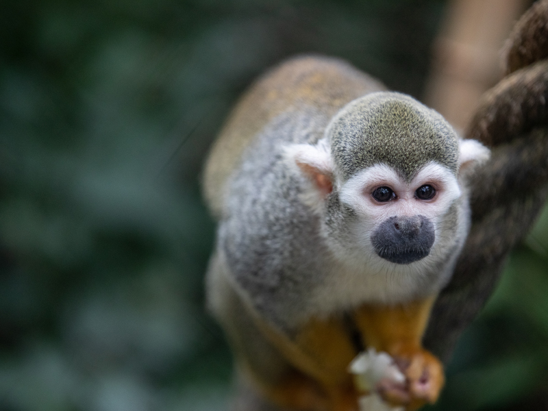 A squirrel monkey holding food in hands on rope