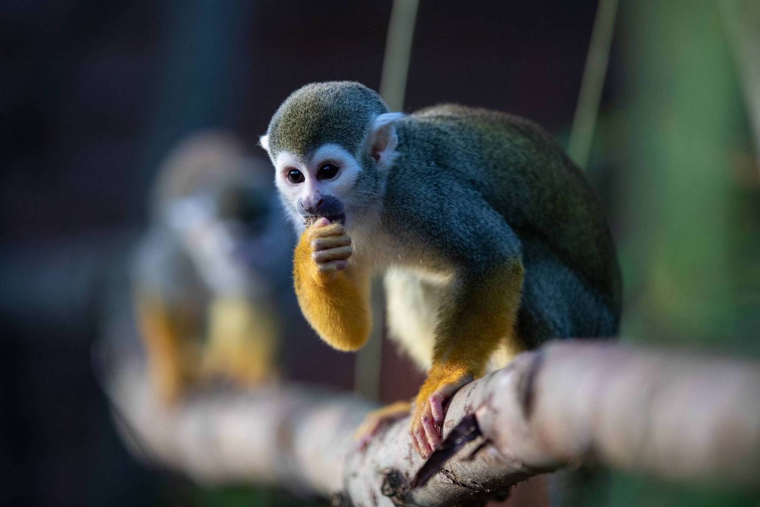 a squirrel monkey in a tree