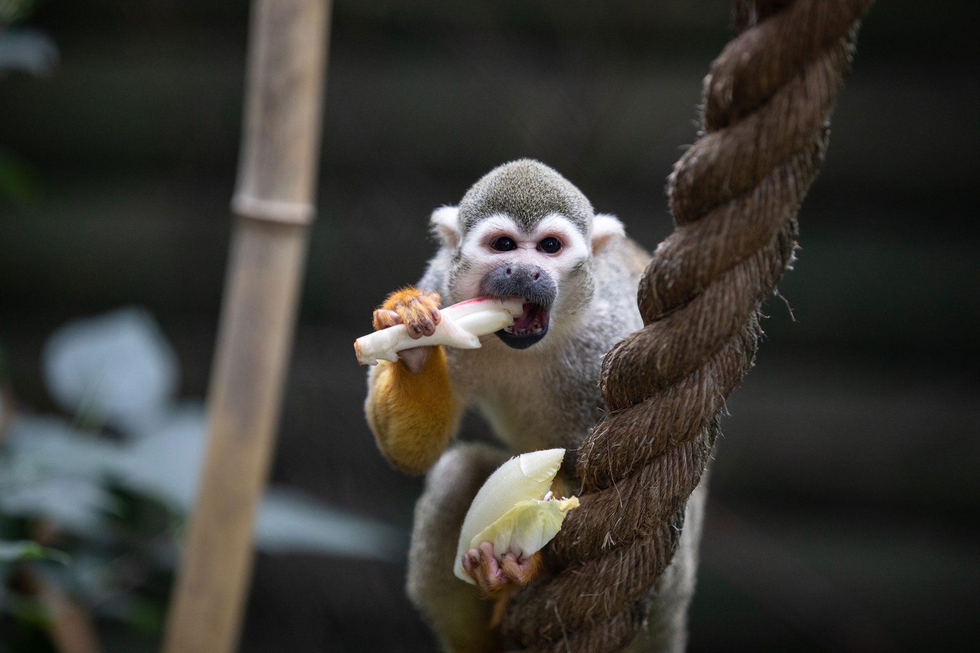 Squirrel Monkey eating food while on rope