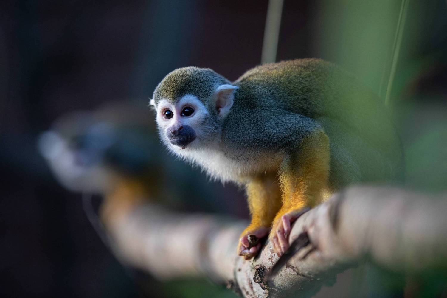 an image of a squirrel monkey on a tree branch