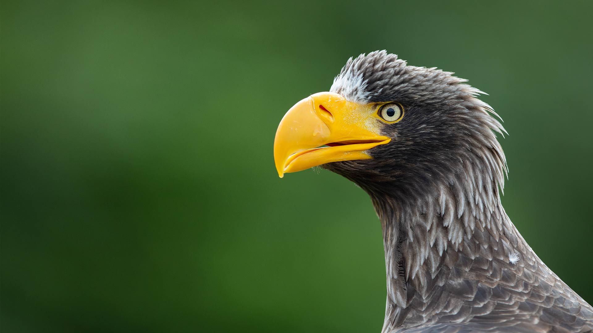 steller eagle with yellow beak