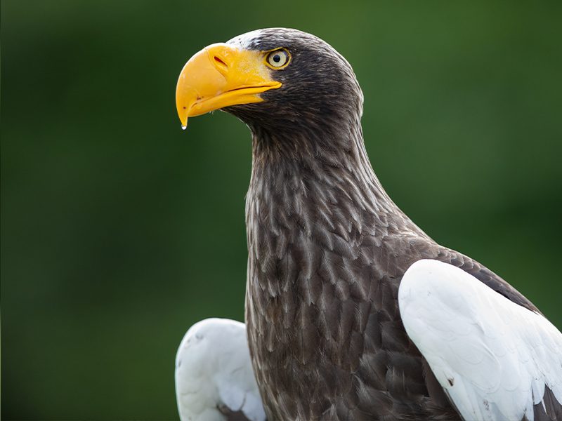 A close up of a Steller sea eagle