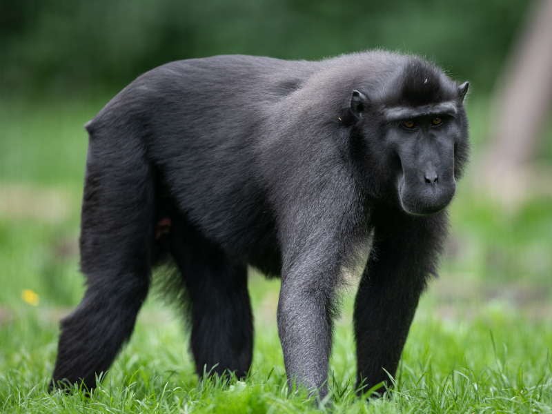 a Sulawesi crested macaque standing on all fours in the grass