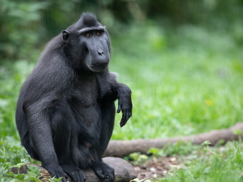 A sulawesi crested macaque sitting on a long in the grass at emerald park