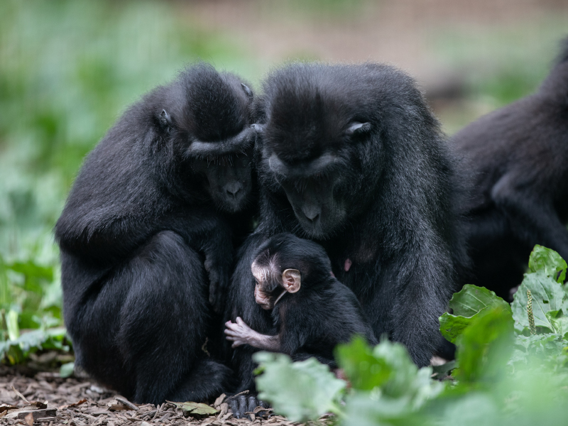 Two adult sulawesi crested macaque and baby hugging the mother at emerald park