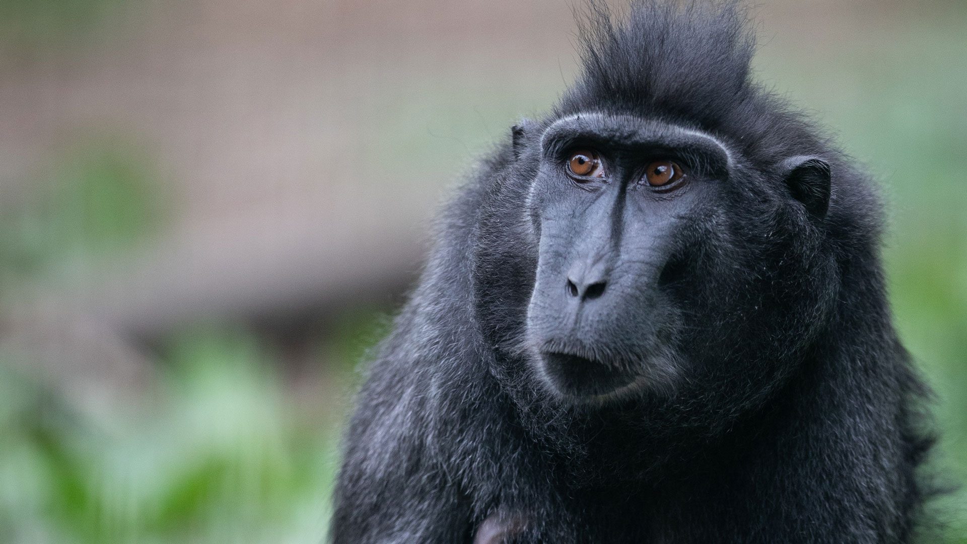 A close up of Sulawesi crested macaque