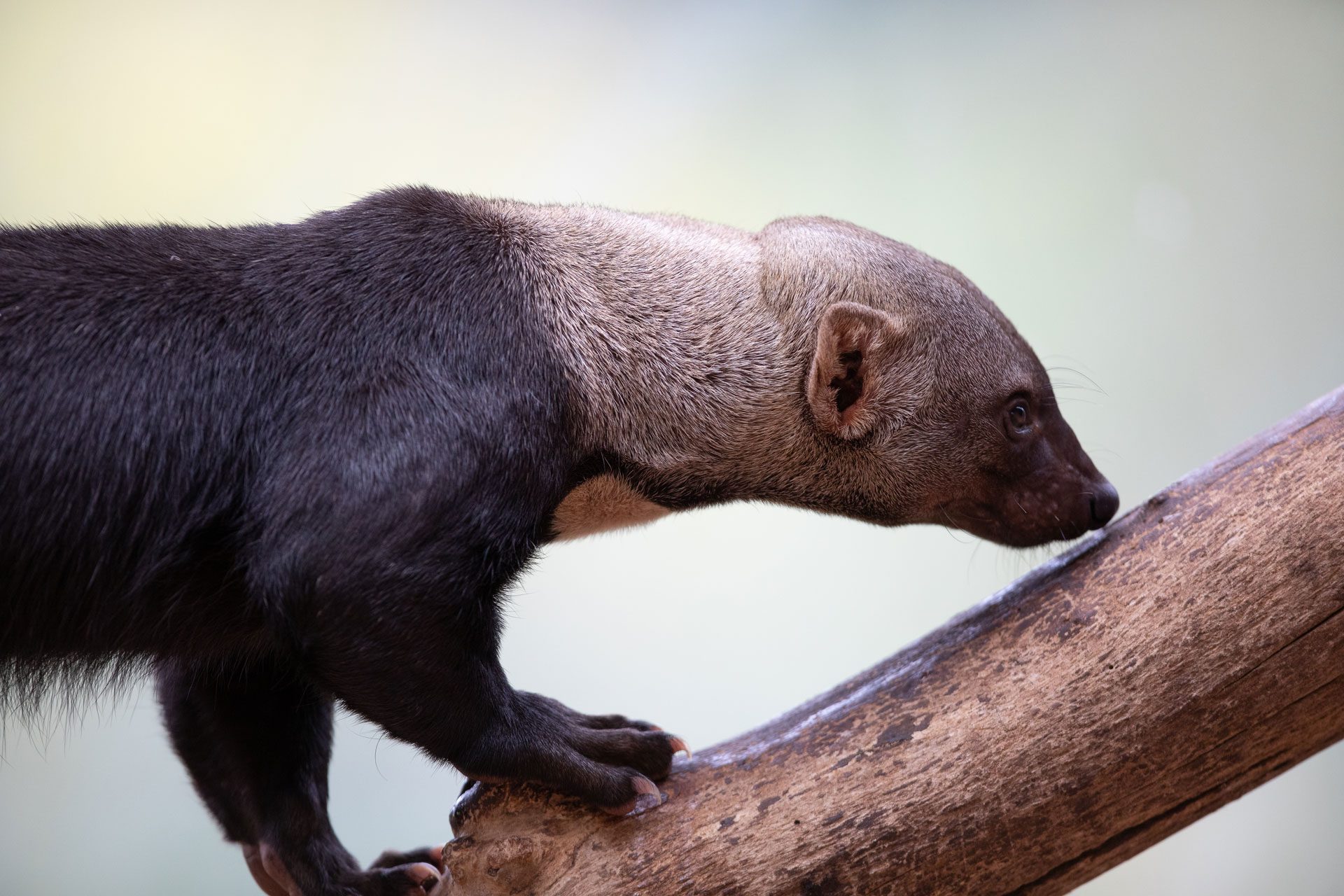 Tayra walking up tree while sniffing the branch at emerald park