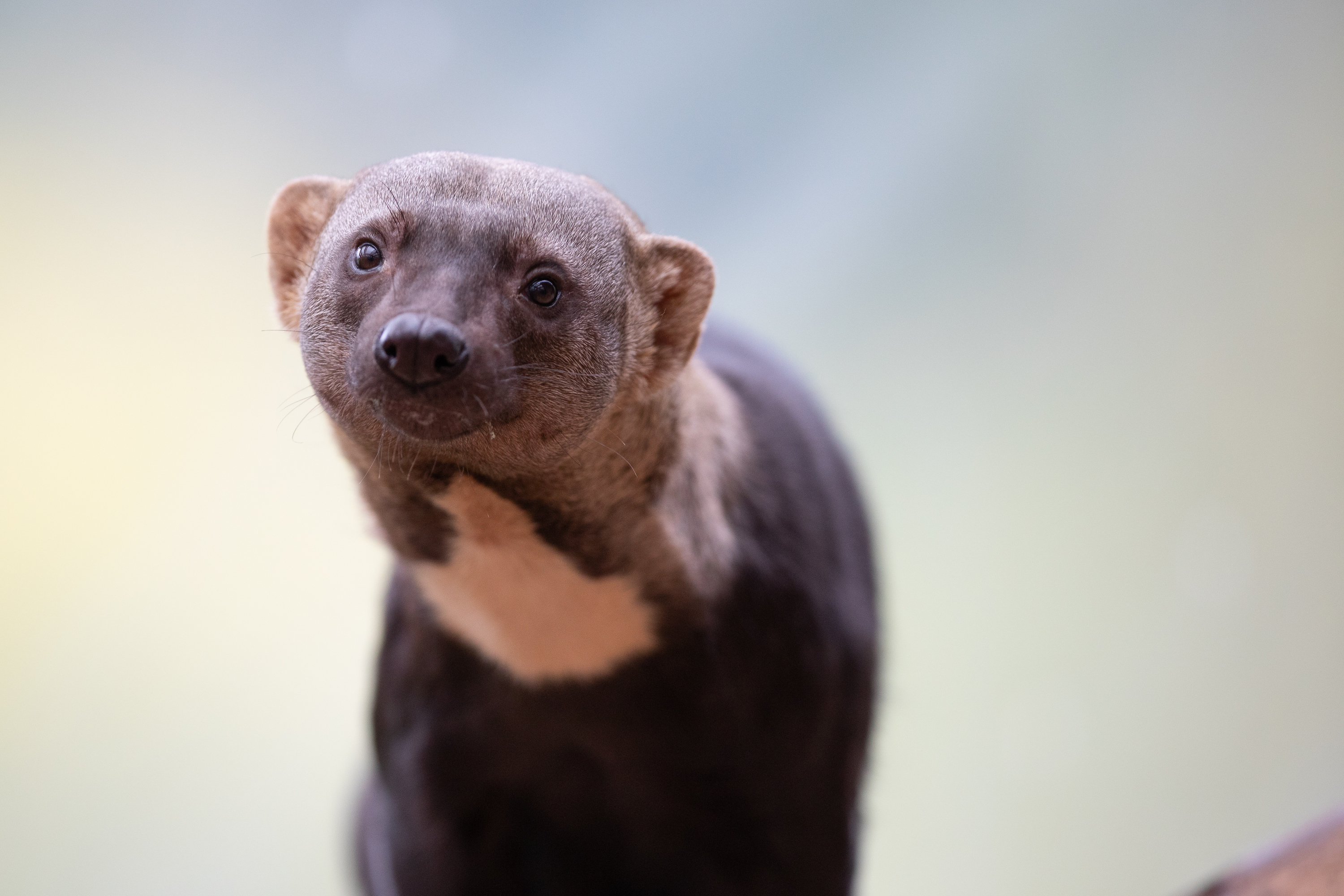 a close up shot of a Tayra