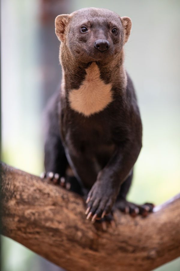A Tayra on tree branch gazing out