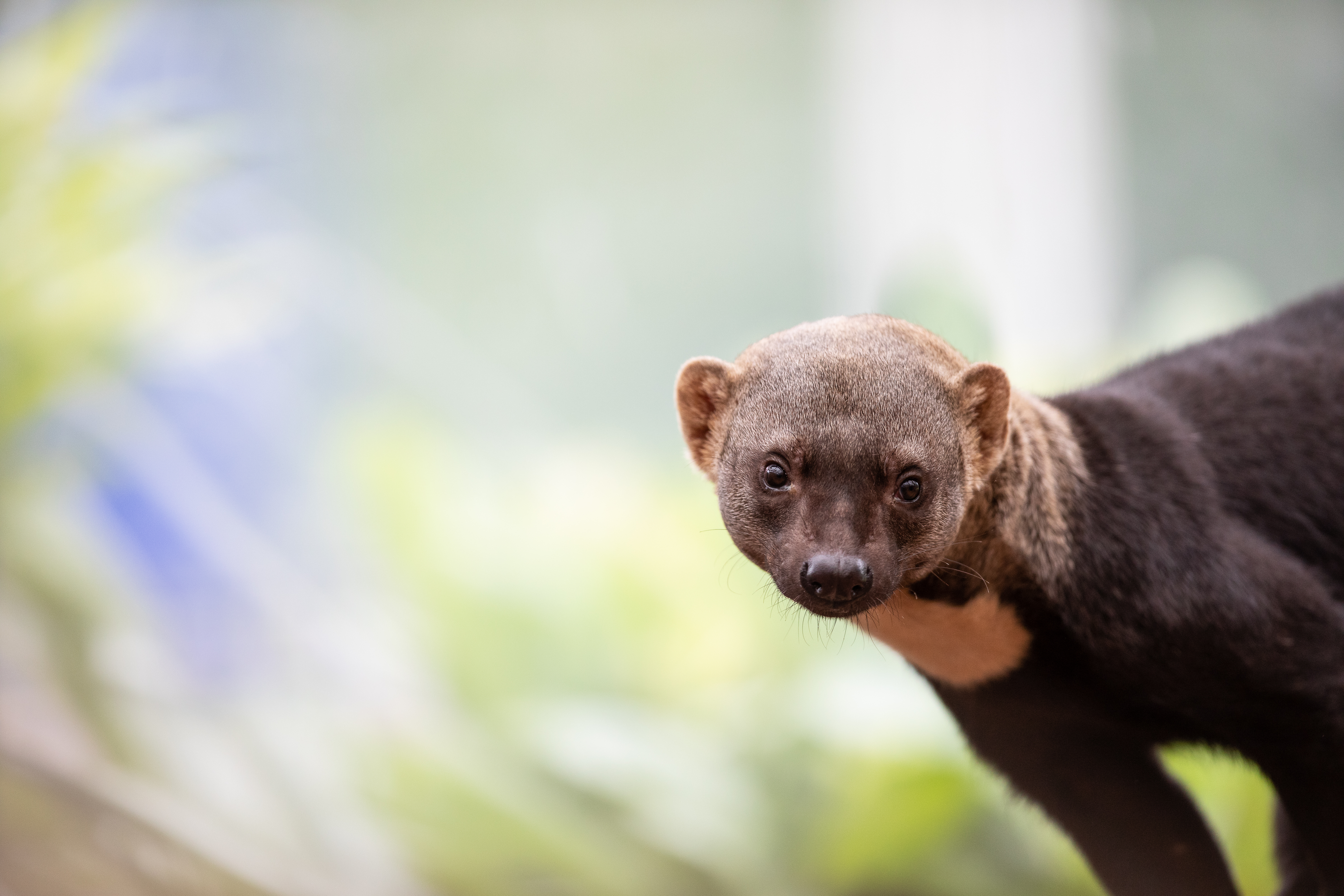 a Tayra peering into the camera