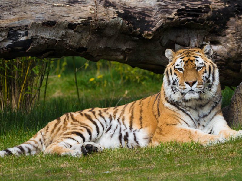 A tiger lying in the grass next to a tree bark