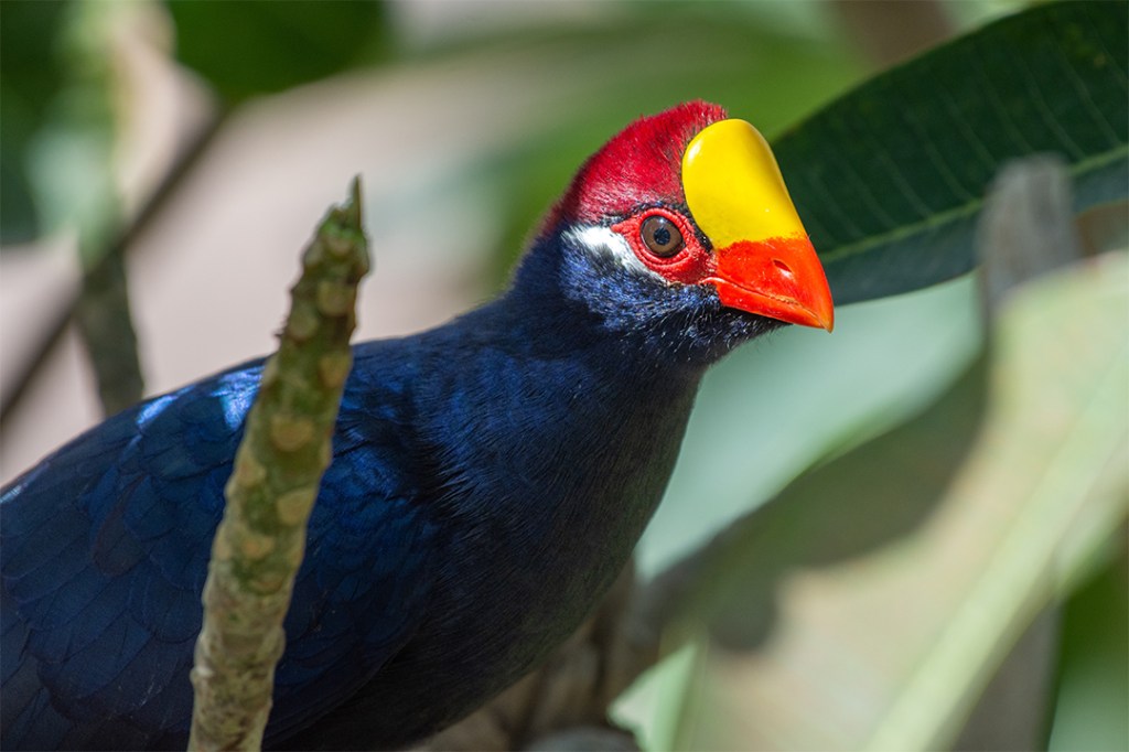 A close up of Violet Turaco at emerald park