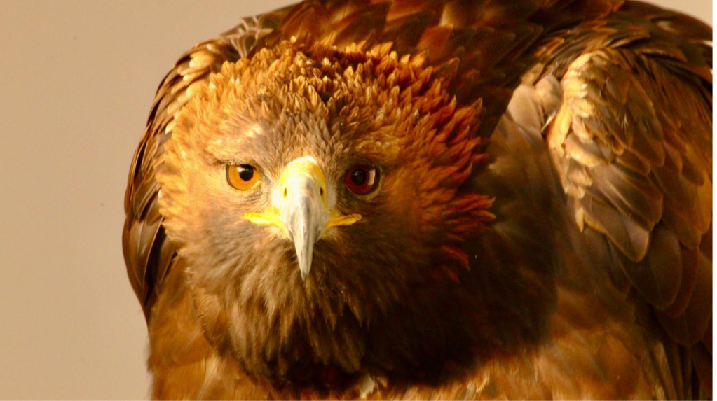 Golden eagle