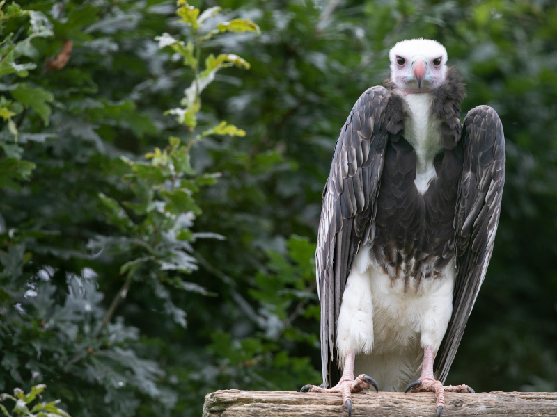 A white-headed vulture standing on a bark of tree at emerald park