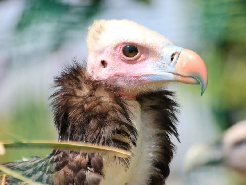 A close-up of a White-headed vulture face at emerald park