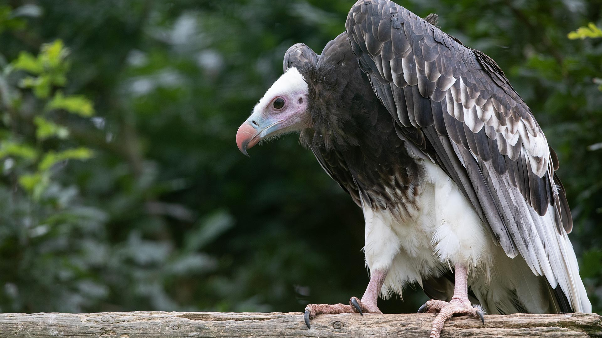 White-headed vulture perched on a wooden log and leaned over.
