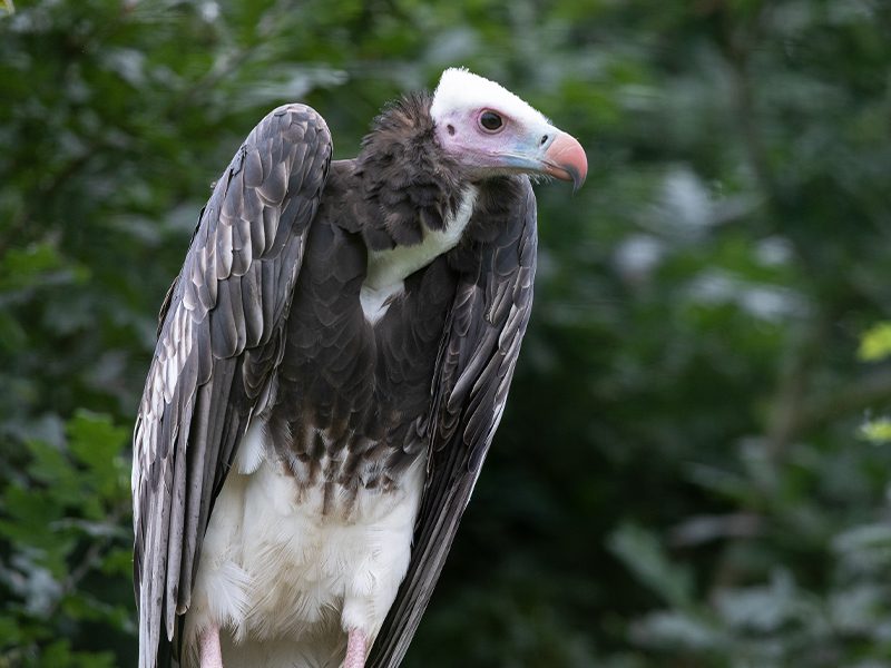 A close-up of White-headed vulture