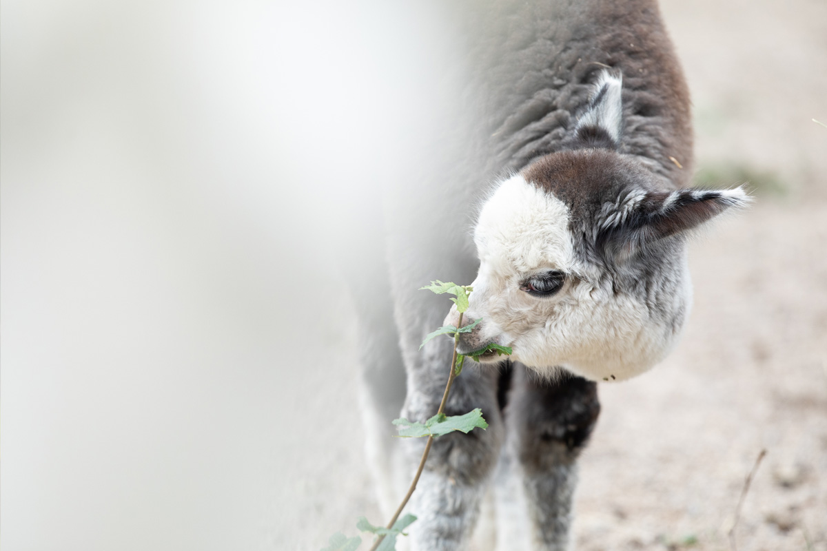 alpaca about to eat a leaf