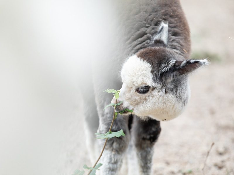 alpaca eating a green plant at emerald park