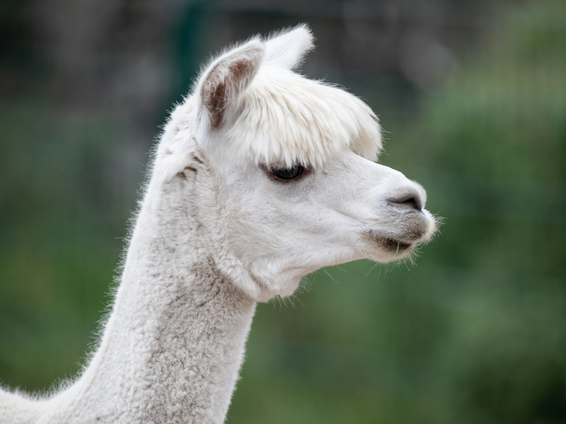 A white alpaca seen from the side