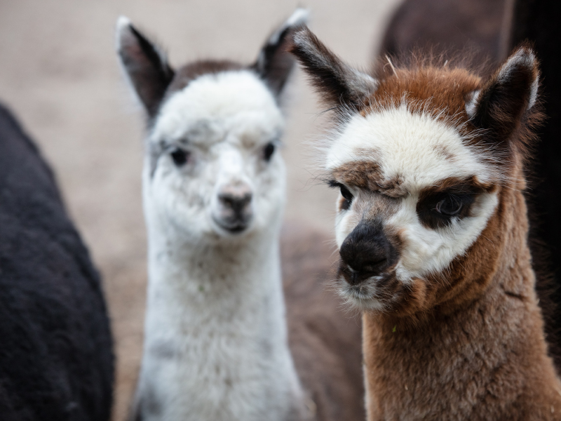 Two Alpacas can be seen at Emerald park