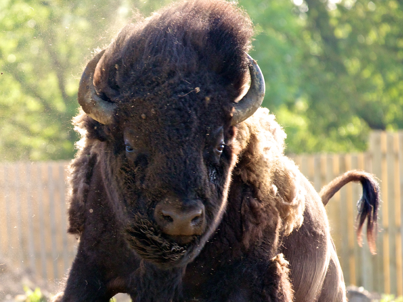 An American bison running around at Emerald park Zoo