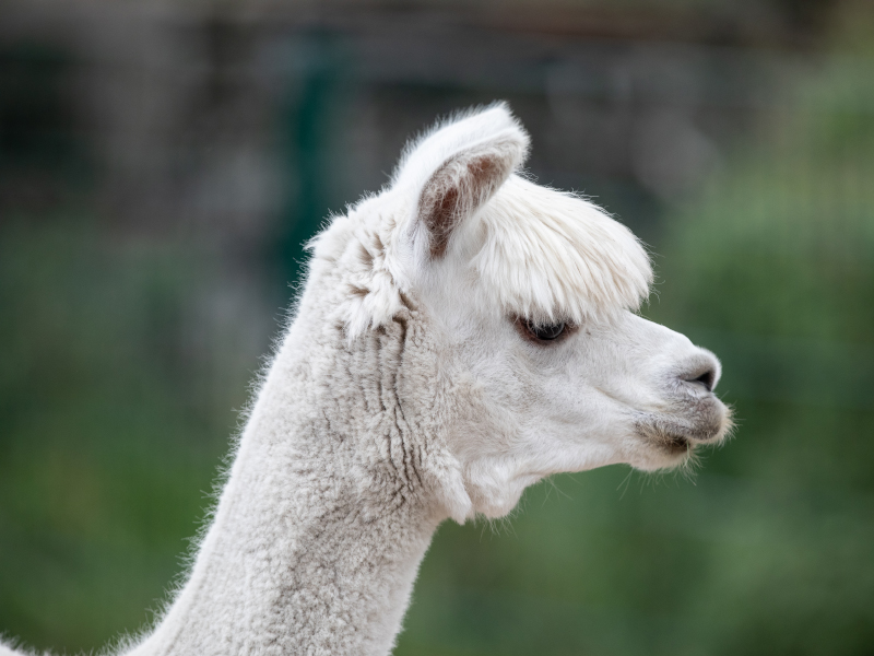 A side view of a white Alpaca