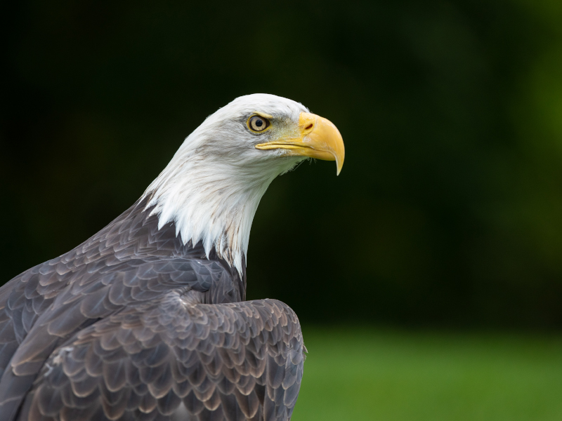 A side view of a bald eagle