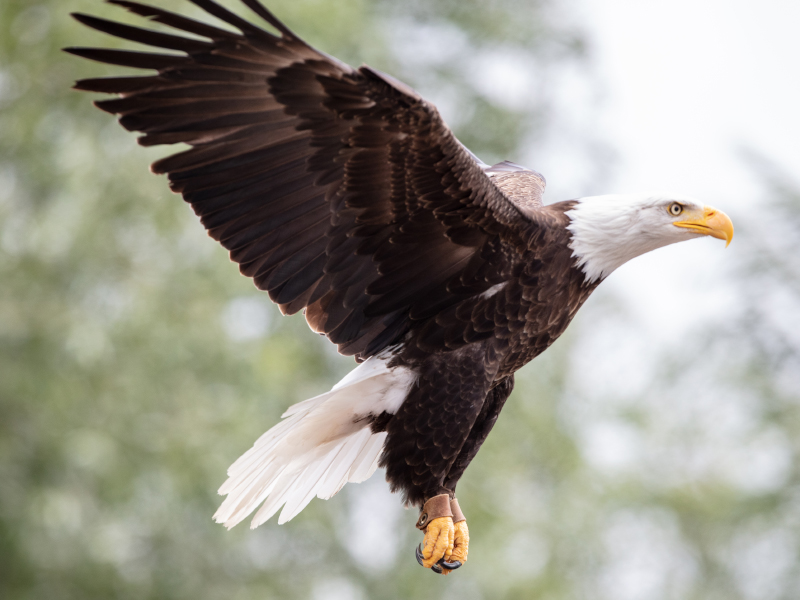 A bald eagle flying at emerald park