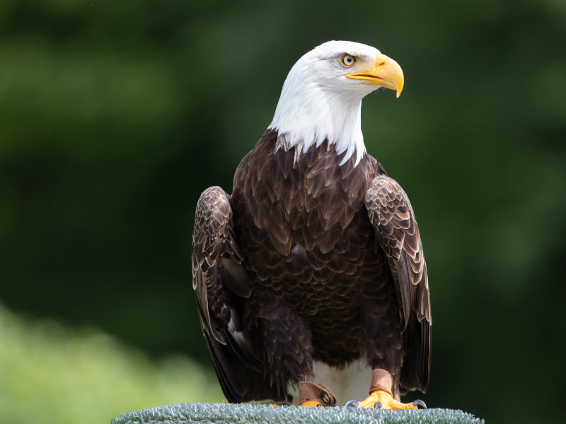 A bald eagle resting on platform st emerald park