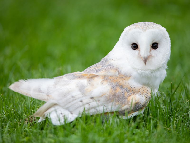 A calm barn owl relaxing in the grass.