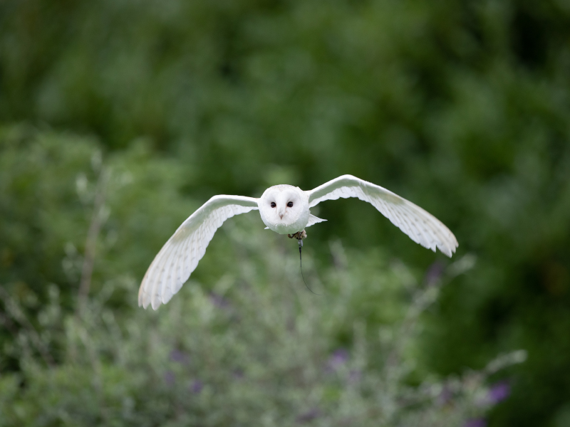 A barn owl flying above flowers