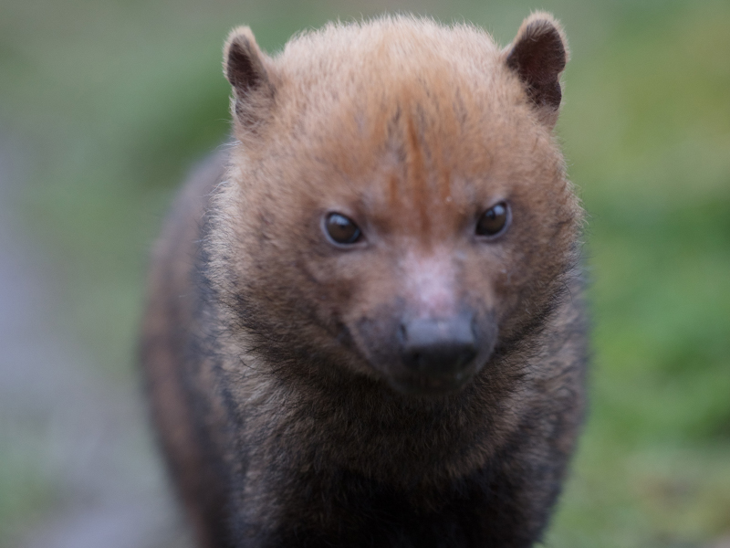 A brown Bush Dog at emerald park