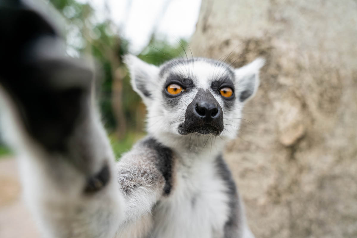 close up of a ring tailed lemur with paw outstretched at emerald park