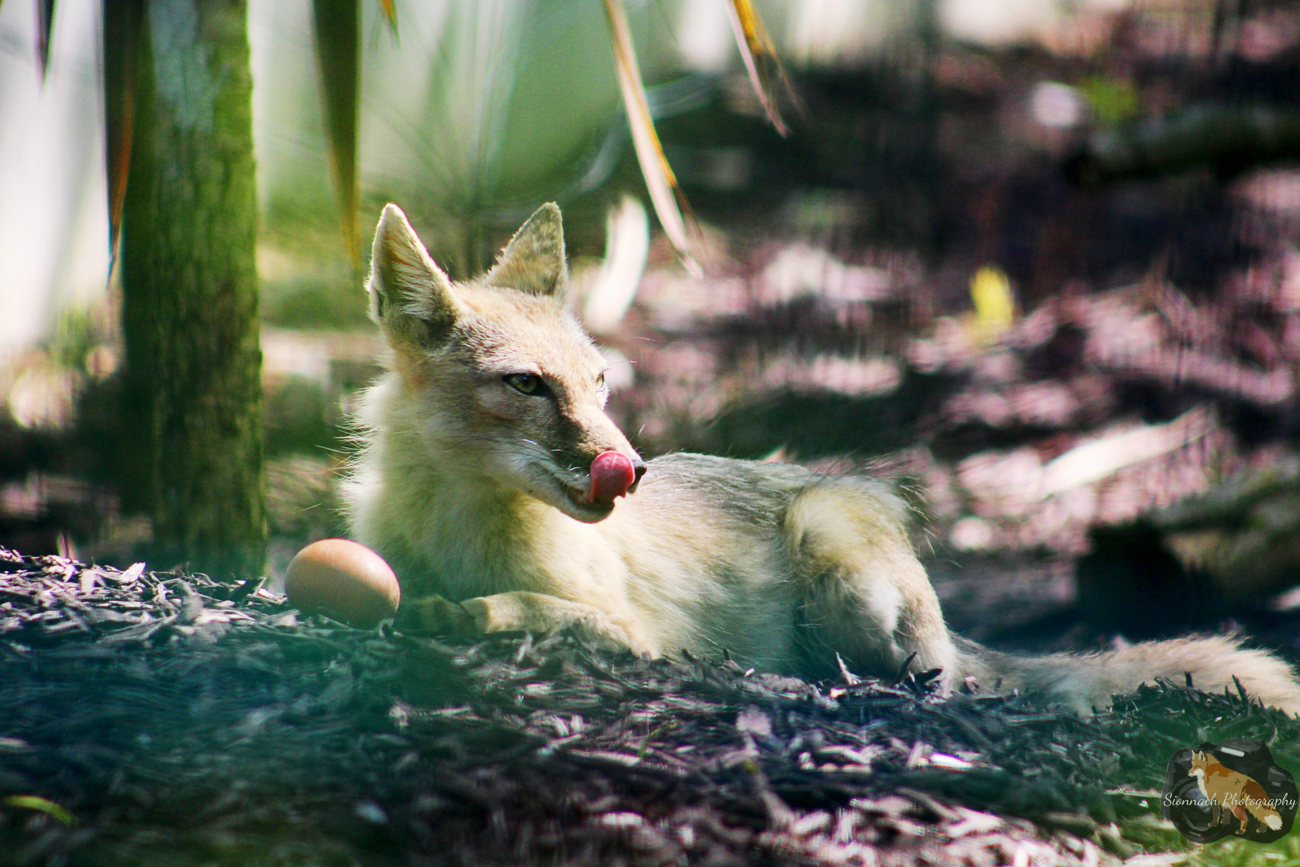 A Corsac fox licking their lips while sitting in a wooden