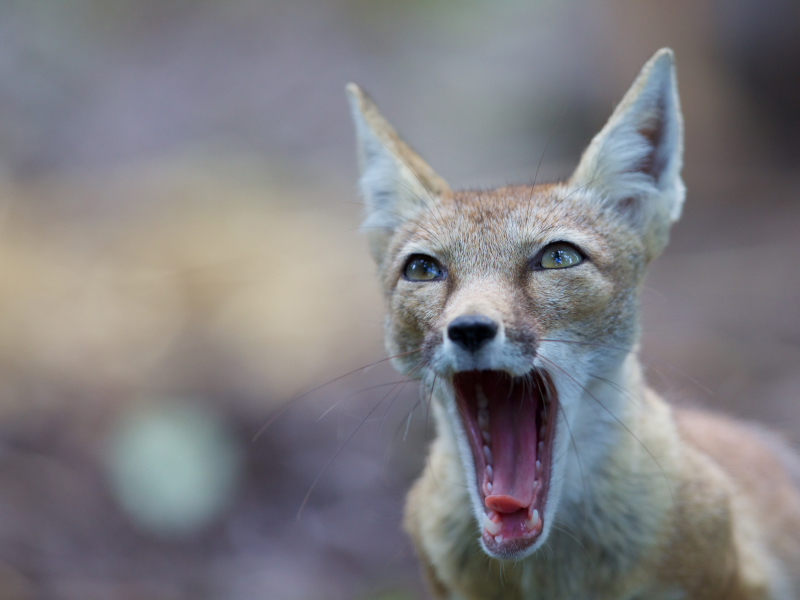 a close-up of a Corsac fox showing its wide jaw