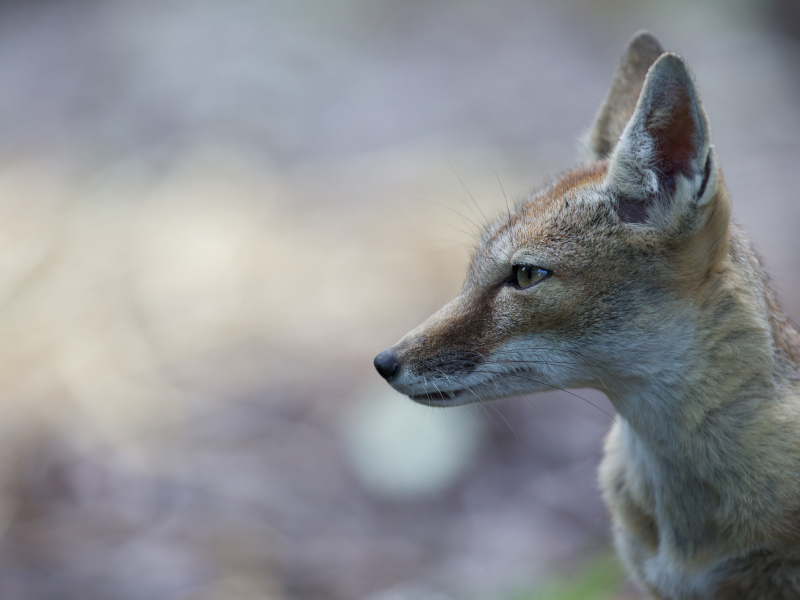 A side close-up view of corsac fox